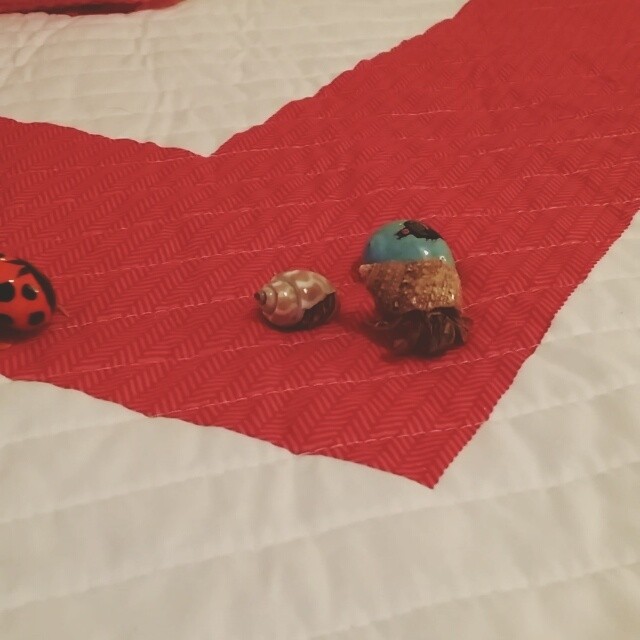 Hermit crab race! #HermitCrab #OrangeBeachCondo #OrangeBeach #RegencyIsle