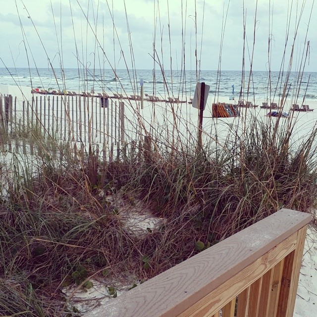 Sea Oats like those shown here are a great asset of preserving the beach environment by reducing the effects of erosion from wind and water. #SeaOats #SaltLife #SaltWaterLife  #OrangeBeach