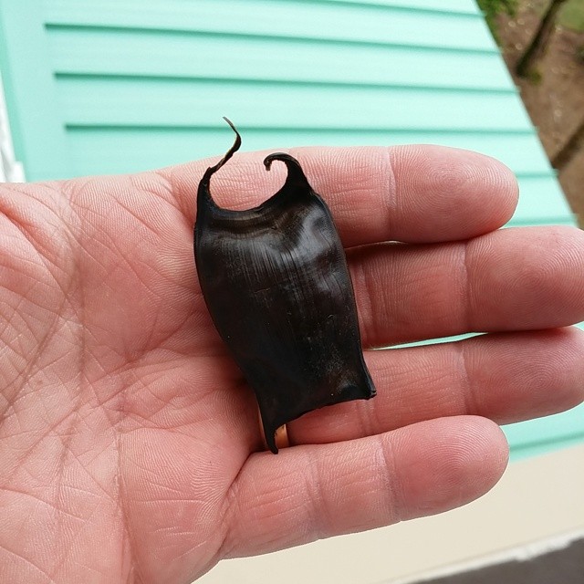 So we found this thing on the beach and nobody knew what is was. Finally my cleaning lady told me that this is an egg from a Manta Ray.  #MantaRay #OrangeBeach #OrangeBeachCondo  #GulfShores #Beach #shelling
