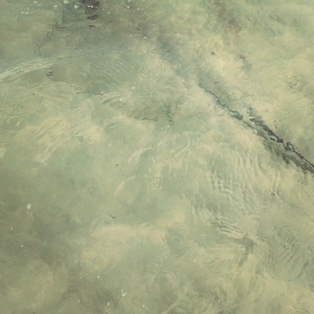 Let's play I-SPY.  Here's what I just saw. Do you see what I see? #OrangeBeachCondo #OrangeBeach #GulfShores #Alabama #beach #SeaLife