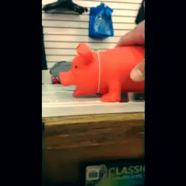 Shopping at Surf n' Style in Orange Beach. This little piggy snorts when you tickle him.  This little piggy squeals then you squeeze him! #thislittlepiggy #pig #squeal #OrangeBeachCondo #OrangeBeach #Alabama #OB #GulfShores #beach #SurfNStyle