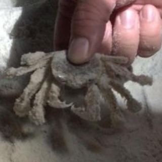 Found this little rascal sand crab last night.  He didn't like me making him pose for the picture but we let him go afterwards.  #sandcrab #beach #OrangeBeachCondo #RegencyIsle #OB #OrangeBeach #Alabama #GulfShores