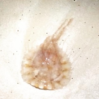 Jellyfish washed up on the beach while we were out looking for sand crabs. 
#jellyfish #OrangeBeachCondo #OrangeBeach #OB #GulfShores #Alabama #beach