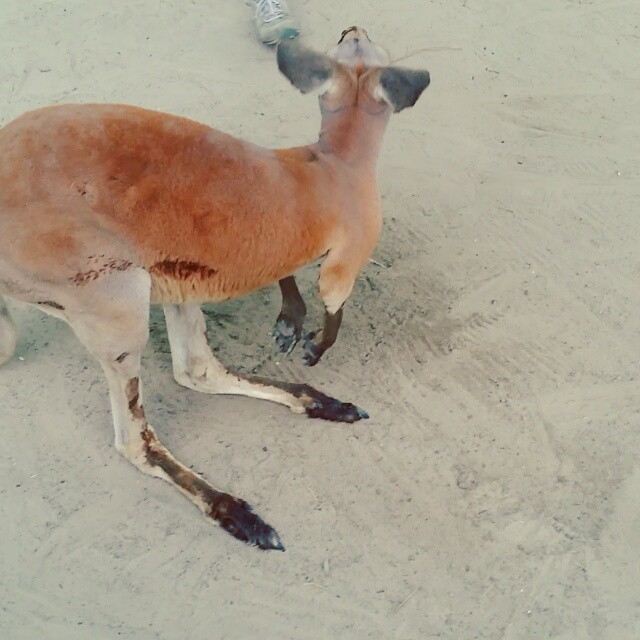 Kangaroo trying to bow up on us.