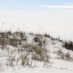 I'm sure there was a sign somewhere that said say off the sea oats!