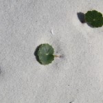 Beach lilly pad?