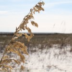 can't beat the sea oats focal with blurred backgound!