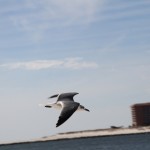 wind beneath them wings!