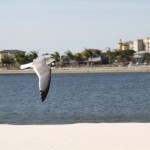 soaring on perdido bay.